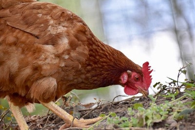 Hühnerhaltung im eigenen Garten